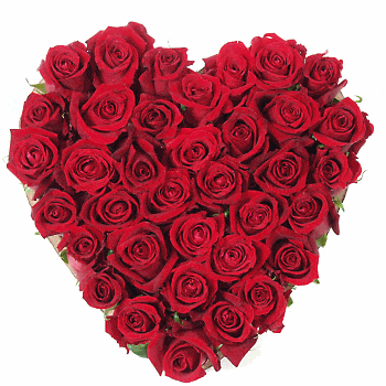 Nos fleuristes ont imagin une composition florale originale... Rouge intense pour ce coeur  piqu de roses dquateur  aux ptales velouts qui transmettra vos sentiments les plus passionnes.