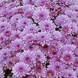 chrysantheme-parme-894.jpg