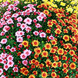 chrysantheme-varie-896.jpg
