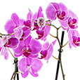 orchidee-de-noel-2110.jpg