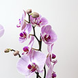 phalaenopsis-rose-et-son-cache-pot-5268.jpg