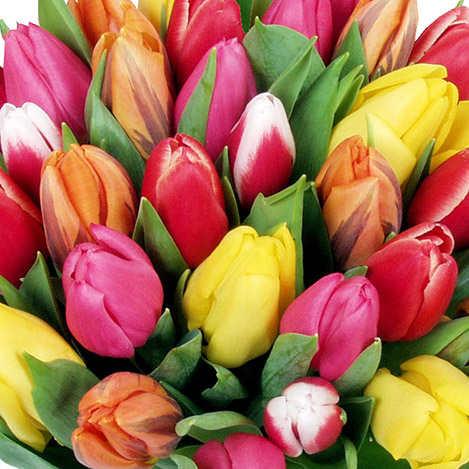 30-tulipes-900.jpg