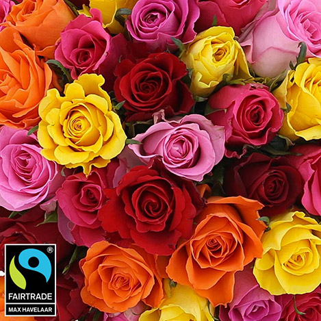 50-roses-multicolores-5326.jpg