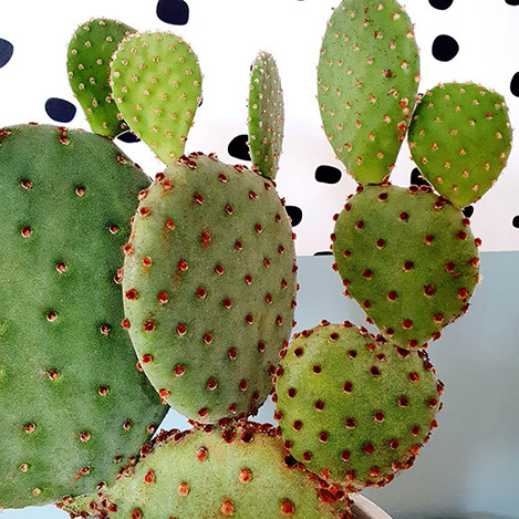 cactus-raquette-7201.jpg