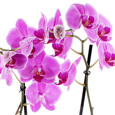 orchidee-de-noel-2110.jpg
