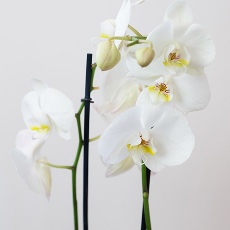phalaenopsis-nevada-et-son-cache-pot-5265.jpg