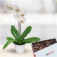 Les packs fleuris : Orchidee et ses chocolats